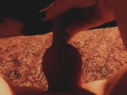 Kitten plays with rose 4/16