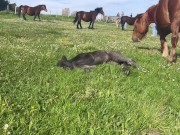 Me voy a ver CABALLOS y luego me MASTURBO en mi espejo favorito mientras mis compañeras piso duermen 1/16