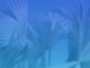 Prioritizing Wellness with Pineapple Support: Kazumi 10/16