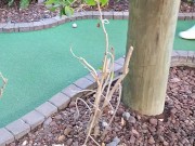 Pretty girl golfing in tight ripped jeans sfw 5/16