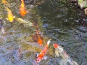 Pretty colorful koi fish in a huge pond 10/16