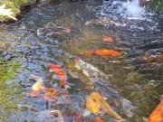 Pretty colorful koi fish in a huge pond 14/16