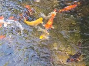 Pretty colorful koi fish in a huge pond 16/16