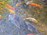 Pretty colorful koi fish in a huge pond 4/16