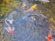 Pretty colorful koi fish in a huge pond 6/16
