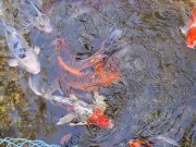 Pretty colorful koi fish in a huge pond