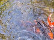 Pretty colorful koi fish in a huge pond 8/16