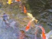 Pretty colorful koi fish in a huge pond 9/16