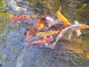 Beautiful colorful koi Fish in a big waterfall pond 10/16
