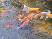 Beautiful colorful koi Fish in a big waterfall pond