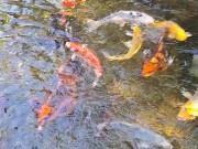 Beautiful colorful koi Fish in a big waterfall pond 13/16