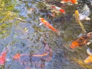 Beautiful colorful koi Fish in a big waterfall pond 14/16