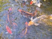 Beautiful colorful koi Fish in a big waterfall pond 16/16