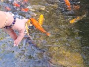 Beautiful colorful koi Fish in a big waterfall pond 2/16