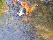 Beautiful colorful koi Fish in a big waterfall pond 3/16
