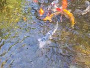 Beautiful colorful koi Fish in a big waterfall pond 4/16
