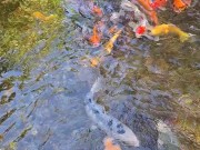 Beautiful colorful koi Fish in a big waterfall pond 5/16