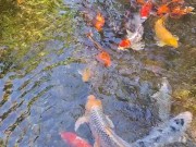 Beautiful colorful koi Fish in a big waterfall pond 6/16
