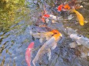 Beautiful colorful koi Fish in a big waterfall pond 7/16
