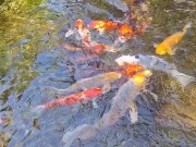 Beautiful colorful koi Fish in a big waterfall pond 9/16