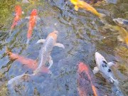Big koi Fish in waterfall pond 10/16