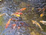 Big koi Fish in waterfall pond 11/16