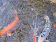Big koi Fish in waterfall pond 12/16