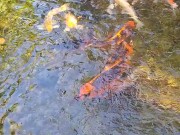 Big koi Fish in waterfall pond 13/16
