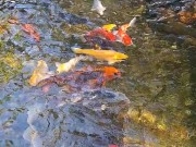 Big koi Fish in waterfall pond 14/16