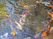 Big koi Fish in waterfall pond 15/16