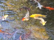 Big koi Fish in waterfall pond 16/16