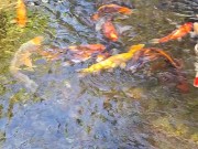 Big koi Fish in waterfall pond 2/16
