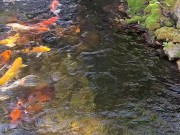 Big koi Fish in waterfall pond 3/16