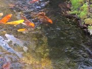 Big koi Fish in waterfall pond