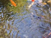 Big koi Fish in waterfall pond 5/16
