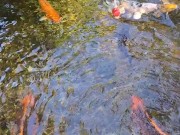 Big koi Fish in waterfall pond 6/16