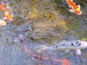 Big koi Fish in waterfall pond 7/16