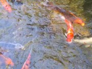 Big koi Fish in waterfall pond 8/16