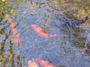Big koi Fish in waterfall pond 9/16