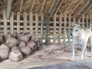 KANTUTAN Vlog Kami Muna Ni Brownie habang Wala Tao SA Kubo 10/16