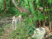 KANTUTAN Vlog Kami Muna Ni Brownie habang Wala Tao SA Kubo 11/16