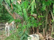 KANTUTAN Vlog Kami Muna Ni Brownie habang Wala Tao SA Kubo 12/16