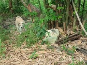 KANTUTAN Vlog Kami Muna Ni Brownie habang Wala Tao SA Kubo 13/16