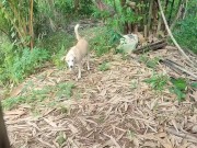 KANTUTAN Vlog Kami Muna Ni Brownie habang Wala Tao SA Kubo 14/16