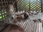 KANTUTAN Vlog Kami Muna Ni Brownie habang Wala Tao SA Kubo 6/16