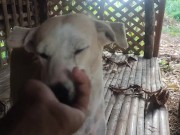 KANTUTAN Vlog Kami Muna Ni Brownie habang Wala Tao SA Kubo 7/16