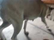 KANTUTAN Vlog Kami Muna Ni Brownie habang Wala Tao SA Kubo 8/16