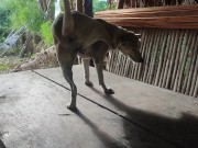 KANTUTAN Vlog Kami Muna Ni Brownie habang Wala Tao SA Kubo 9/16