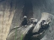 Naughty Outdoor Pee While Sitting on a Log 10/16