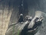 Naughty Outdoor Pee While Sitting on a Log 12/16